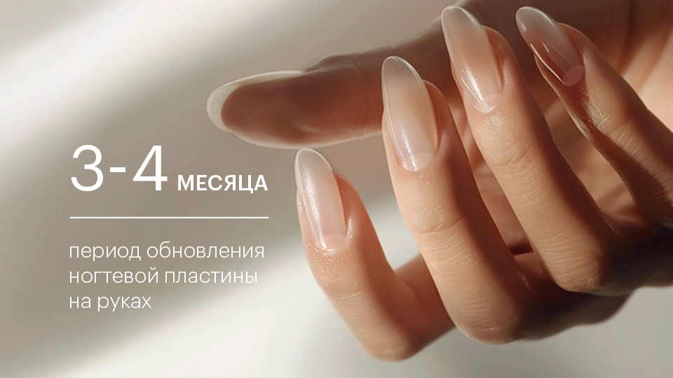 процесс обновления ногтевой пластины на руках происходит в течение трех-четырех месяцев